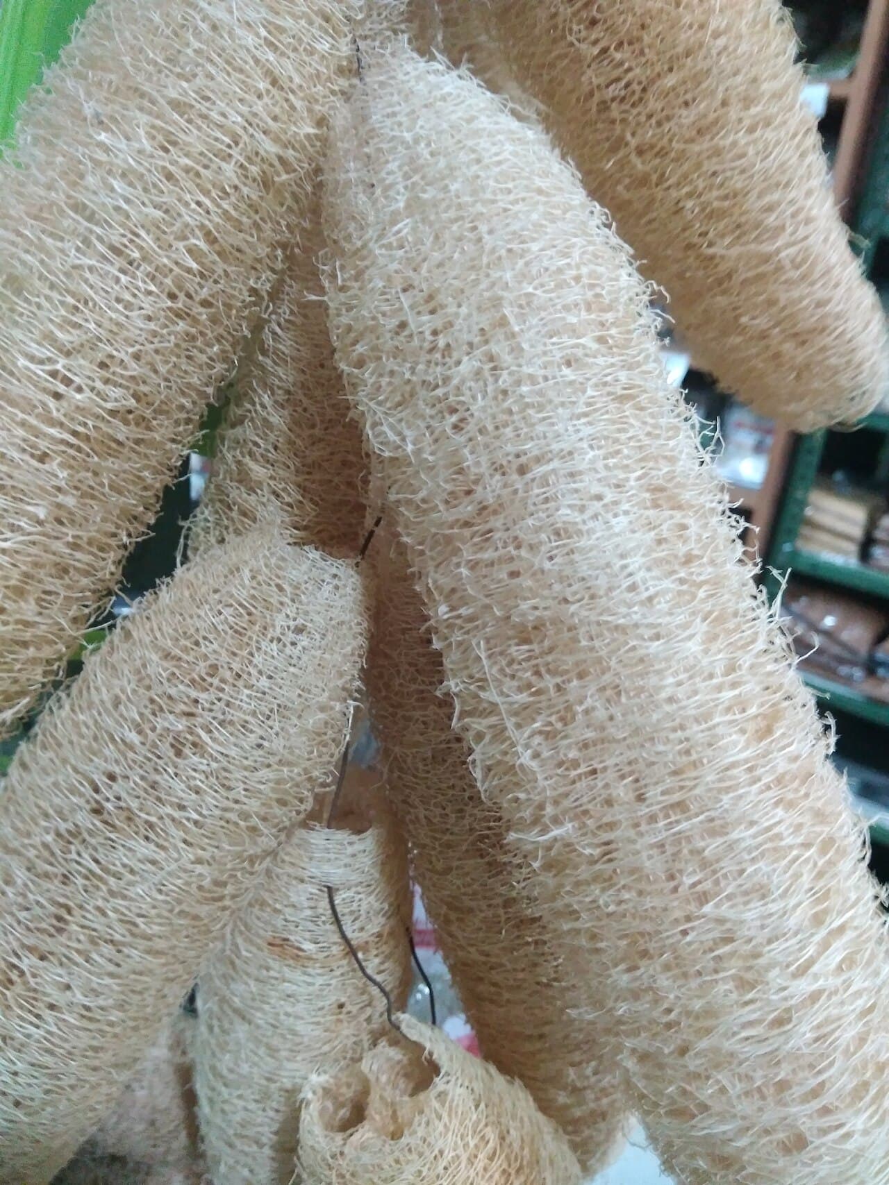 Tác dụng của xơ mướp từ quả mướp trong đời sống hàng ngày