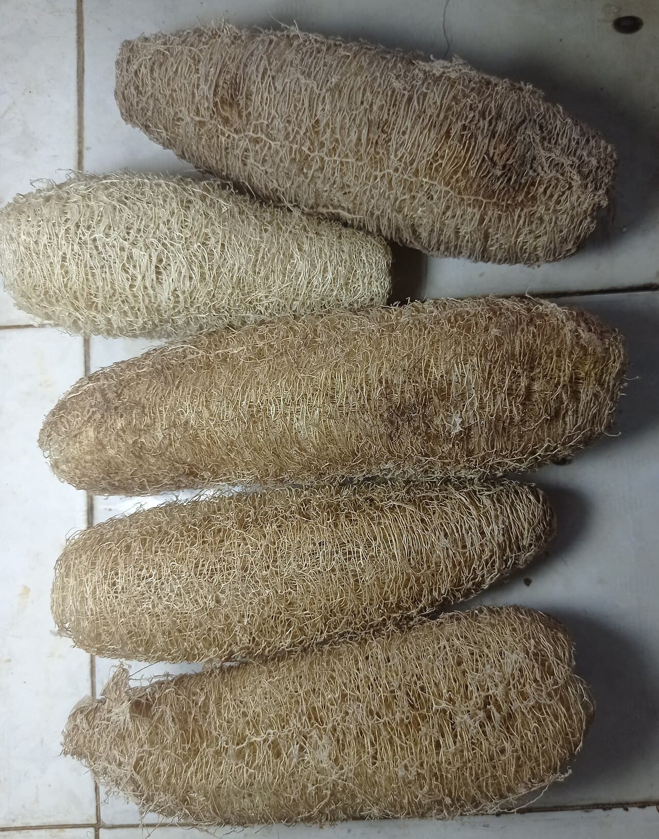 Xơ mướp khô từ quả mướp