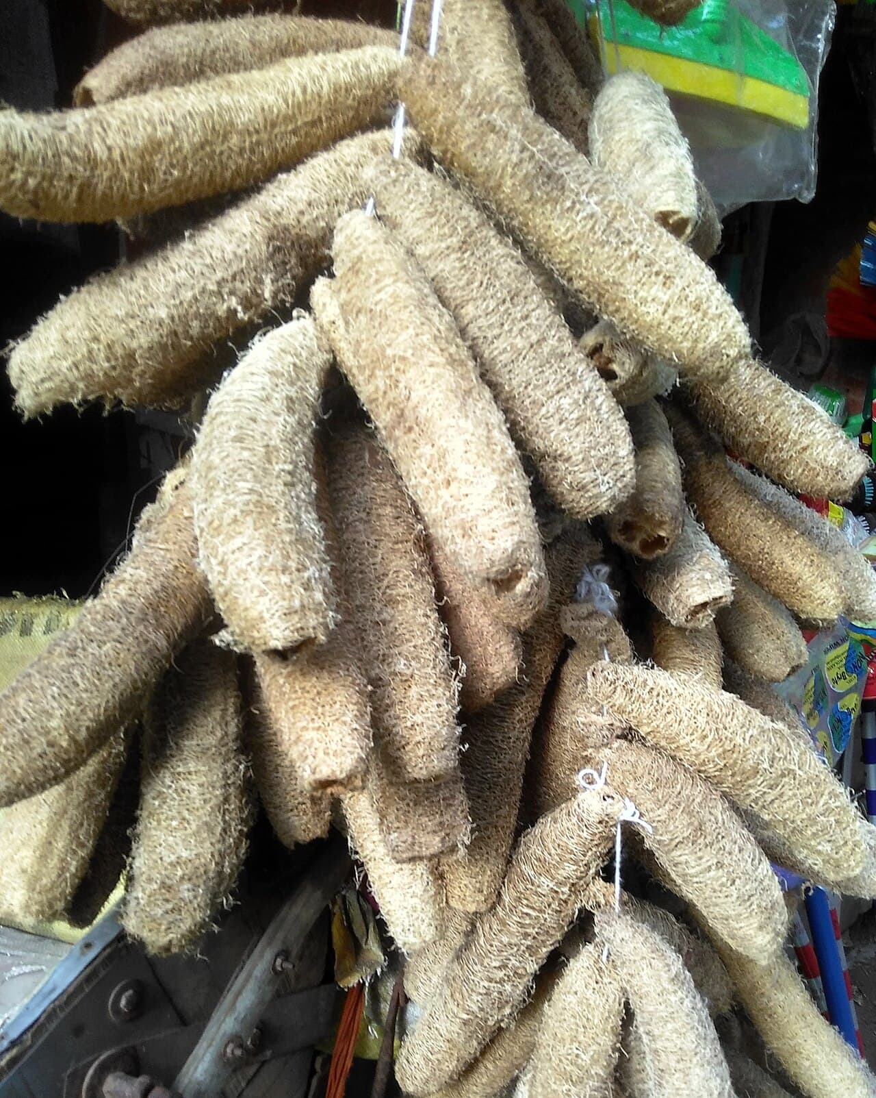 Bó xơ mướp khô treo tự nhiên