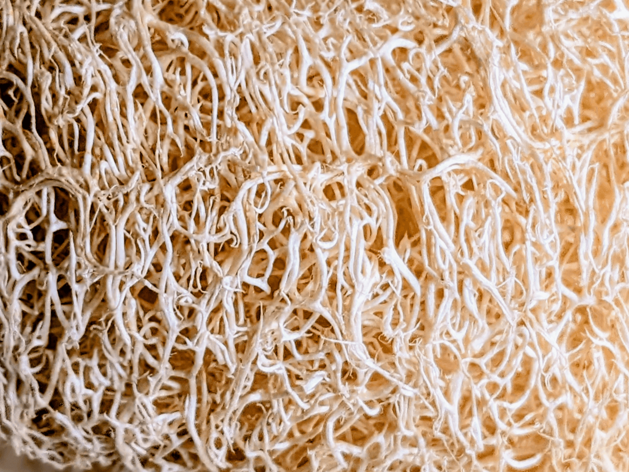 Cận cảnh mạng sợi cellulose của xơ mướp